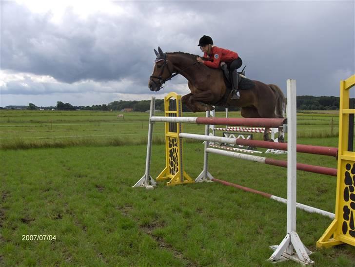 Hollandsk Sportspony Super Babe (Solgt) - Springer 145 {: <33 billede 15