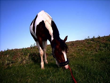 Pinto Special  Solgt til Anée<3 - Græs ! billede 11