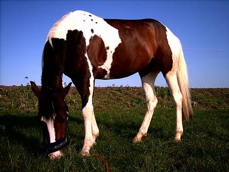 Pinto Special  Solgt til Anée<3 - jeg er god til det med græs ! billede 13