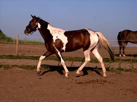 Pinto Special  Solgt til Anée<3 - trav øgning på folden ! billede 15