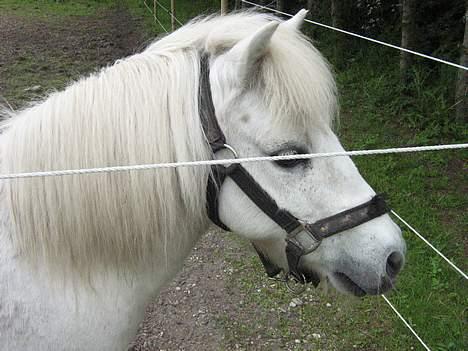 Shetlænder Nils billede 1
