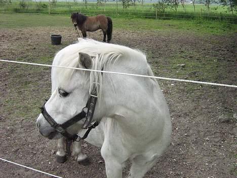 Shetlænder Nils billede 2