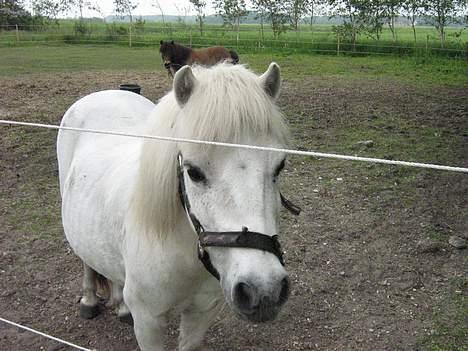 Shetlænder Nils billede 3