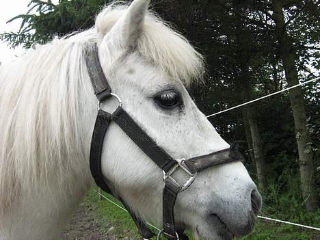 Shetlænder Nils billede 4