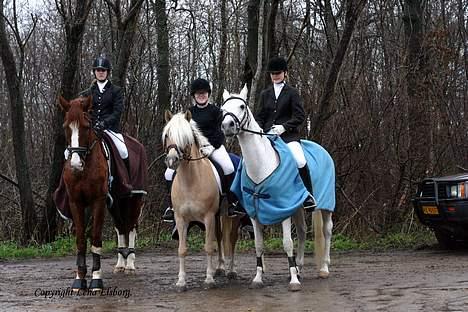 Hollandsk Varmblod Rolanda(Fie) <3 R.I.P. - Gruppe billede, Tine C på Sally, Christina M på Ines og mig på Fie. billede 14