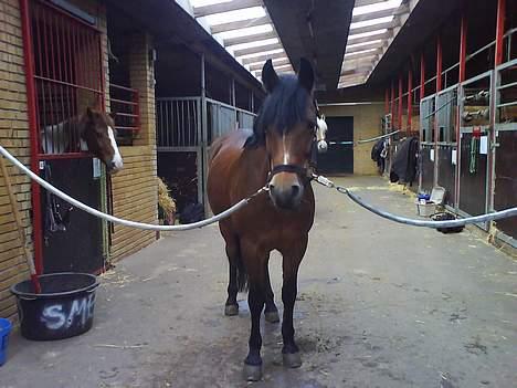 New Forest Jasmin <'33 billede 9