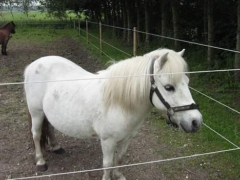 Shetlænder Nils billede 5