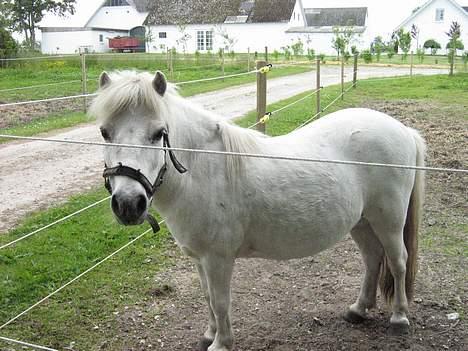 Shetlænder Nils billede 6