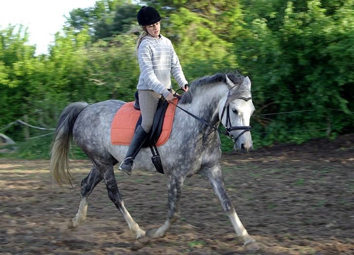 DSP Geiser Sarai - Gaaaammelt billede, sidder virkelig dårligt :D billede 10