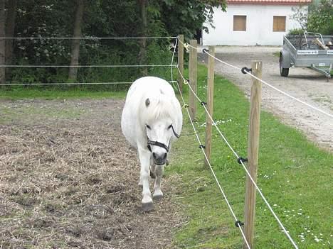 Shetlænder Nils billede 7