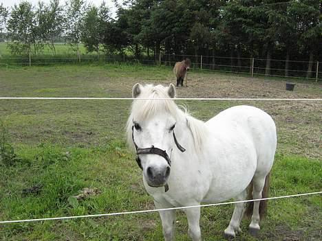 Shetlænder Nils billede 8