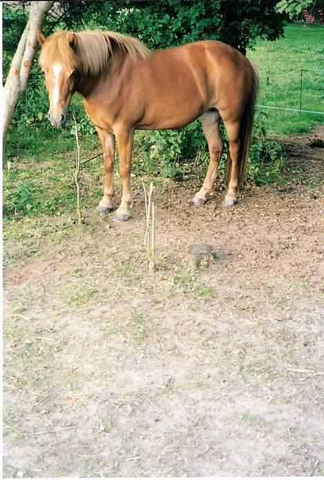 Islænder Nös fra Kærgård *SOLGT* - Ridelejr hos Trine <3 billede 6