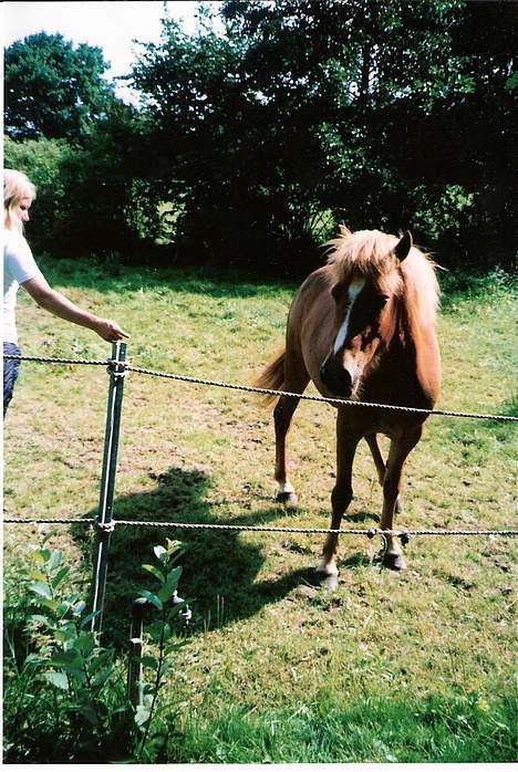 Islænder Nös fra Kærgård *SOLGT* - Der liqqer vidst en histore bag det billed hav Nös.  MÅ IKKE KOPIERS billede 7