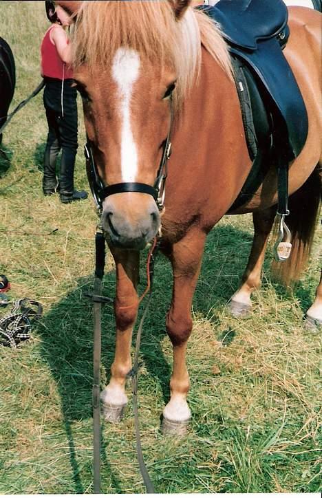 Islænder Nös fra Kærgård *SOLGT* - Nös med et jordbær snørrebånd billede 8