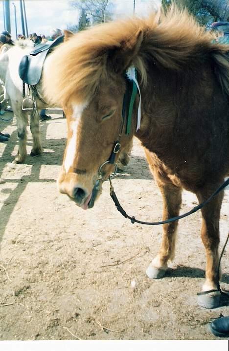 Islænder Nös fra Kærgård *SOLGT* - 3. plads <3 billede 9