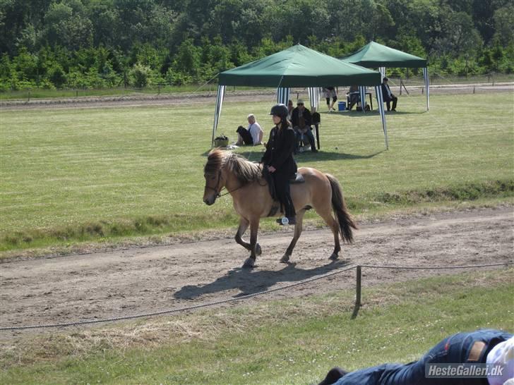 Islænder Snug fra Yggdrasil *SOLGT - Pinsestævnet 2009 <3  billede 2