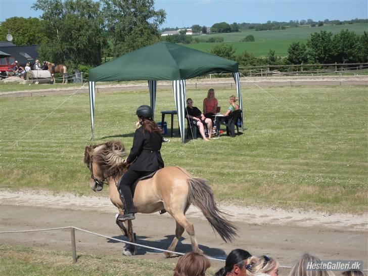 Islænder Snug fra Yggdrasil *SOLGT - Pinsestævnet 2009 <3  billede 3