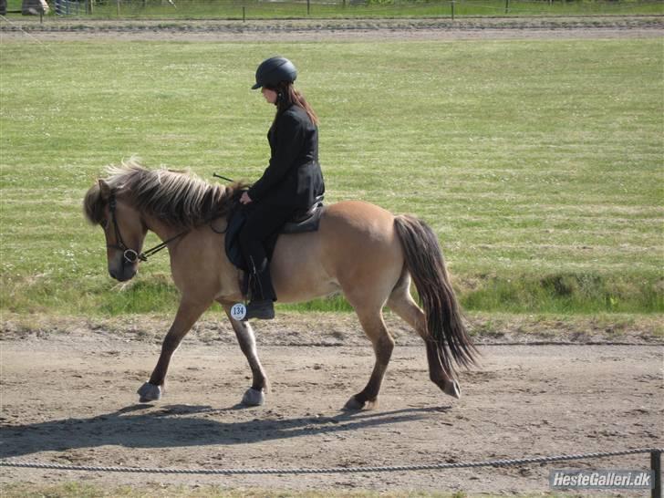 Islænder Snug fra Yggdrasil *SOLGT - Pinsestævnet 2009 <3   billede 4