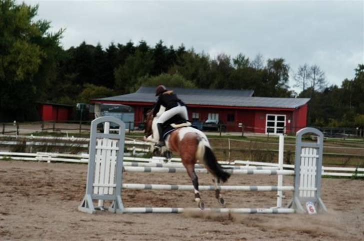 Pinto Scirrocco  - Wee :D billede 5