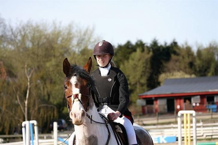 Pinto Scirrocco  - En altid glad og veloplagt Scirrocco - her til præmieoverrakelse :)  billede 10