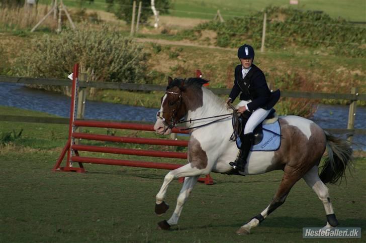 Pinto Scirrocco  - "Tungen lige i munden" - hehe ;D 2007 billede 12