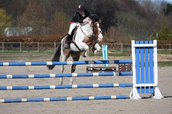 Pinto Scirrocco  - Udendørs stævne, LB (met. B1, så LA omspringning), 4. plads :) 2007 (beklager kvaliteten - scanningen gjorde det slørede!) billede 14