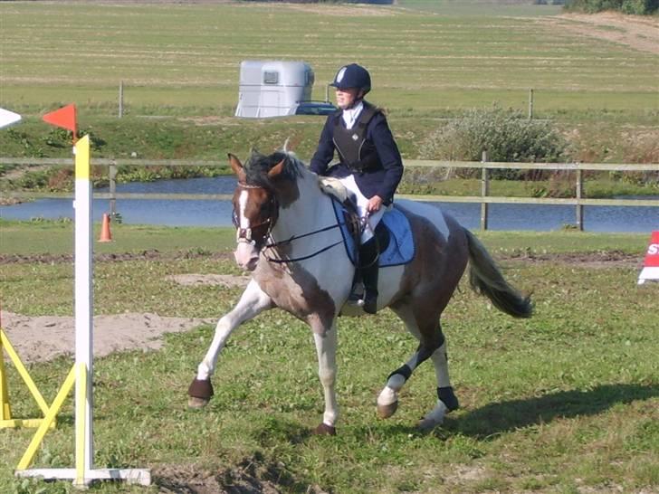 Pinto Scirrocco  - Rock traver hurtigt væk fra den farlige achenergrav... :) 2007 billede 15