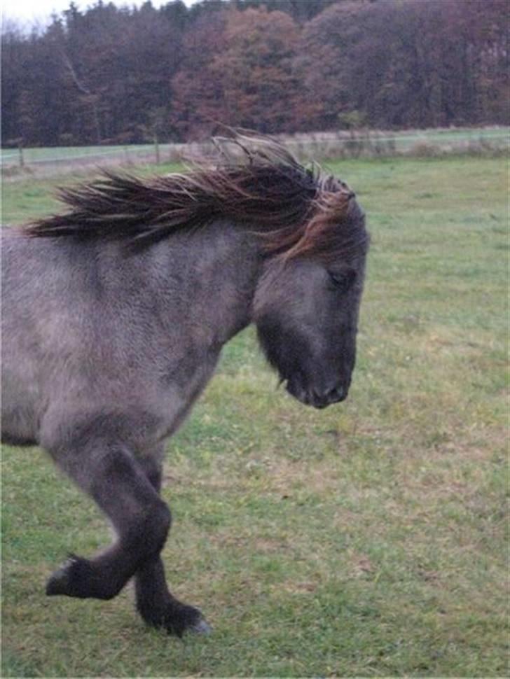 Islænder Skuggi fra Alskær - Skuggi på marken <3  billede 1