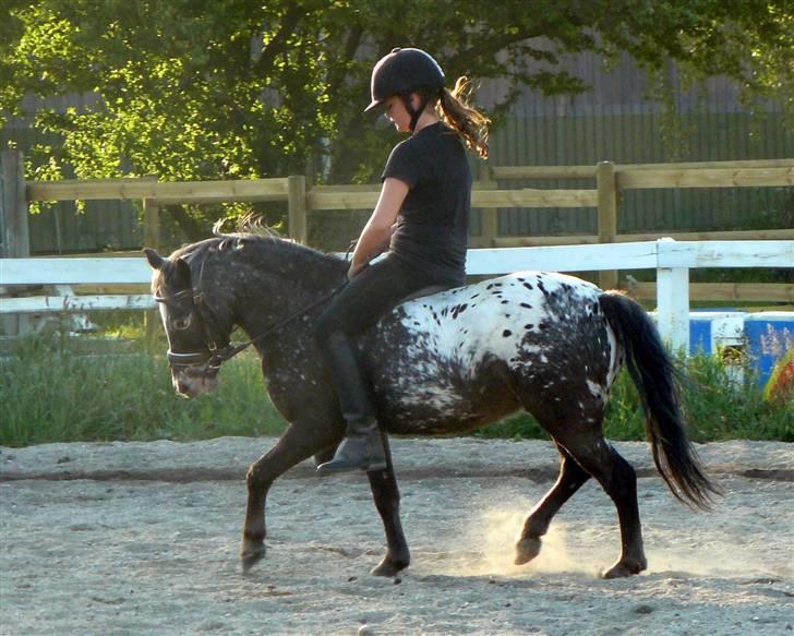 Anden særlig race Tarzan solgt - Dressur !  billede 5