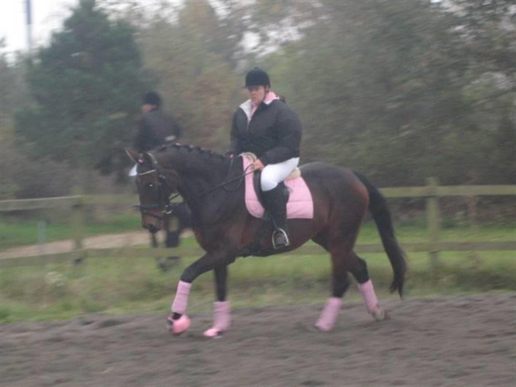 Holstener chester *RIP* - opvarmning d. 28/10-07 i stevnstrup billede 6