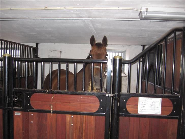 Holstener chester *RIP* - chester i hans nye boks billede 7