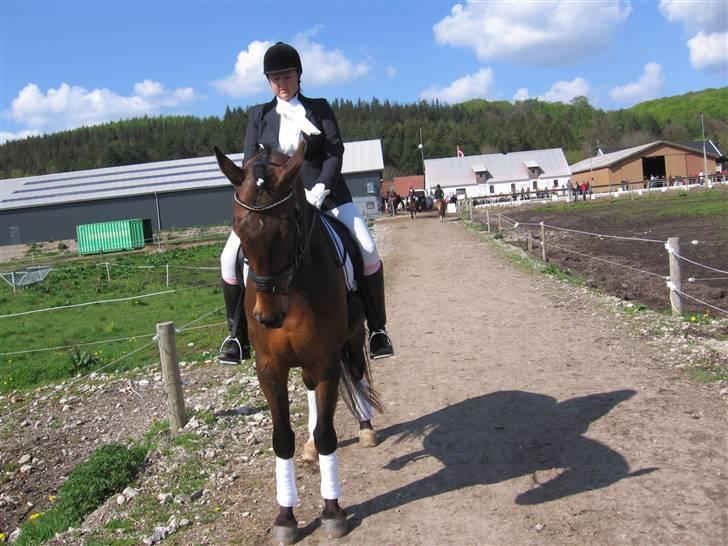 Holstener chester *RIP* - 3 maj 2008- 2 anden pladser billede 8