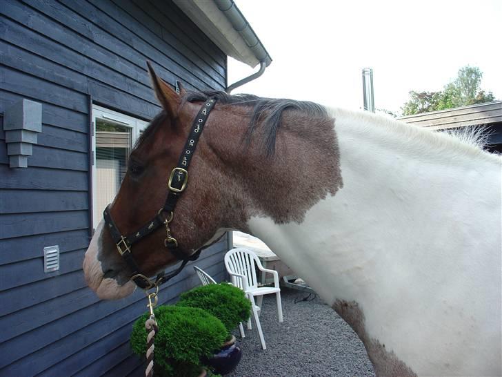 Pinto Scirrocco  - Rock og mig hjemme en tur. August 2007... Han venter på min mor kommer ud med godbidder :D billede 16