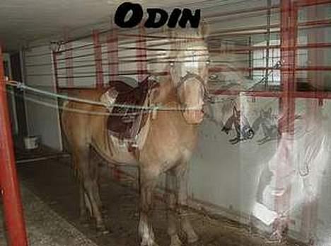 Haflinger odin - [ himmel hest <3 ] billede 9