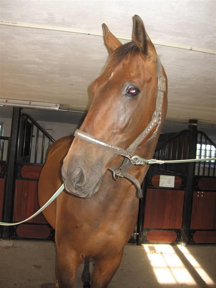 Holstener chester *RIP* - chester drengen lige inde og blive striglet det nye sted billede 10