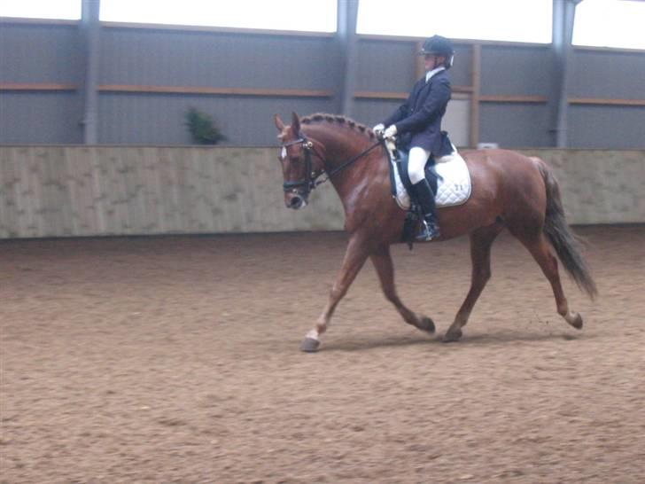 Anden særlig race Diamond [R.I.P] - C-stævne i sdr 2oo6 billede 9