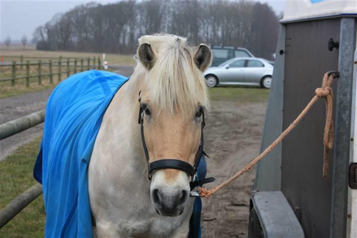 Fjordhest Pingo Rosenlund - Stævne i BRAR - Opsadling :) Marts 08 billede 4