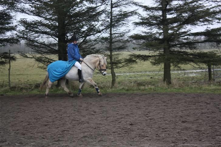 Fjordhest Pingo Rosenlund - Opvarmning til Bareback (50 cm) i BRAR - sådan rider jeg: Løst og let :P Marts 08 billede 8