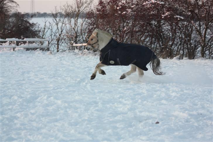 Fjordhest Pingo Rosenlund - Hest med vinterkulder! billede 12