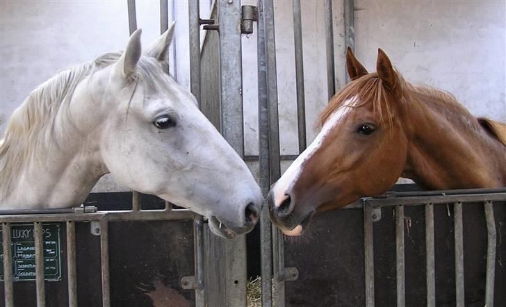 Anden særlig race Winston (gl. halvpart) - Skal lige have et møs :P Willie og Desi <3 © Fotografen - Anne billede 7