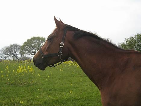 Trakehner Catwalk "SOLGT" billede 19