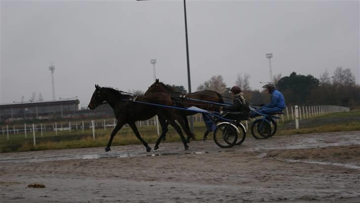 Traver Orlov Pacific Ocean  *solgt* - på skovbo travbane for anden gang, og hun gik super godt :-) billede 10