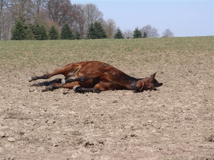 Traver Orlov Pacific Ocean  *solgt* - ih det er så hårdt at træne. 2009 billede 12