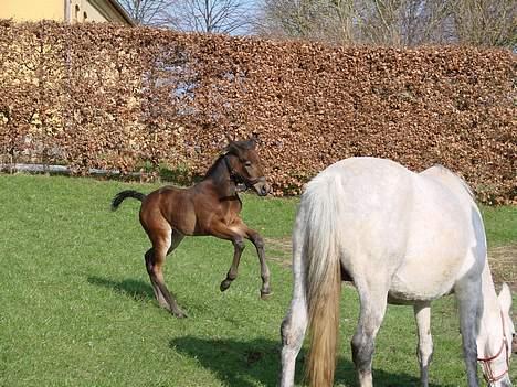 Traver Orlov Pacific Ocean  *solgt* - første dage ude 2007 billede 13