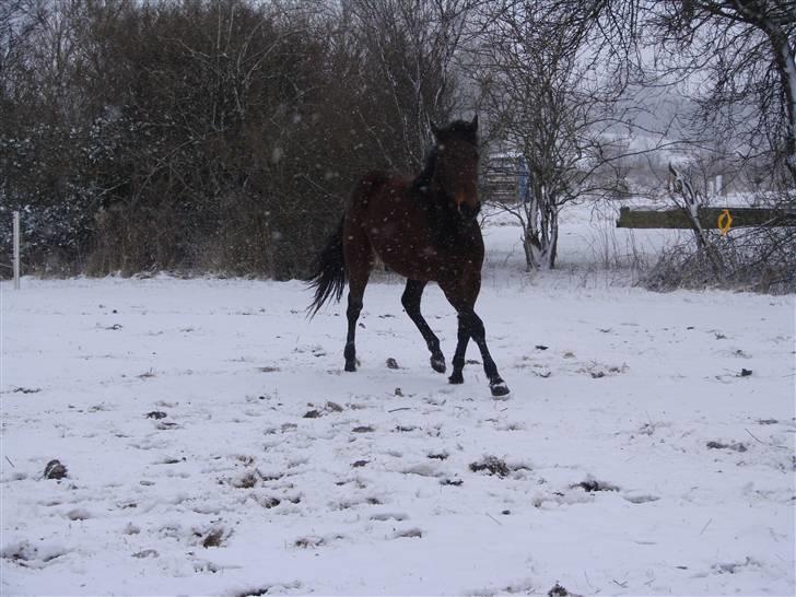 Traver Orlov Pacific Ocean  *solgt* - Julen 2008 billede 14