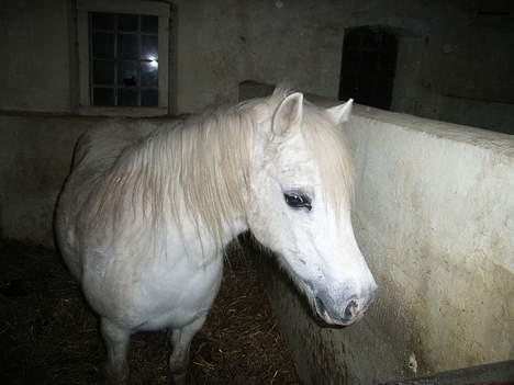 Welsh Mountain (sec A) Skrubbenborg Jamais billede 6