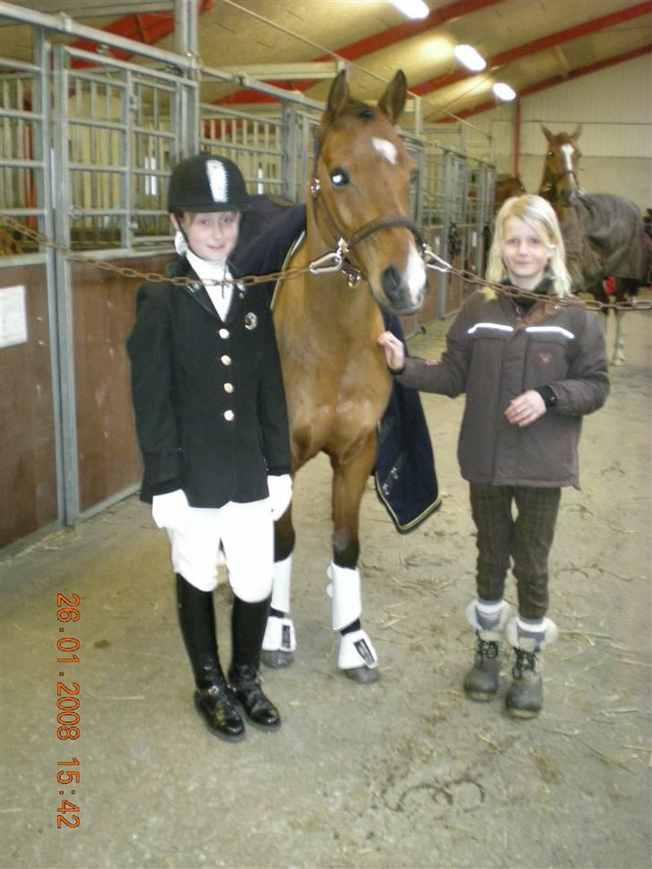 Welsh Pony (sec B) Chico "SOLGT" - Så er vi klar, søde Maja er hestepasser;-) billede 16