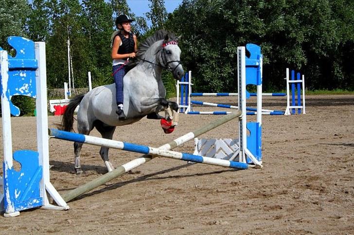 Anden særlig race Houdini ~ Solgt /: - Houdini og mig springer for første gang efter sommer græs :D Foto: DBR billede 6