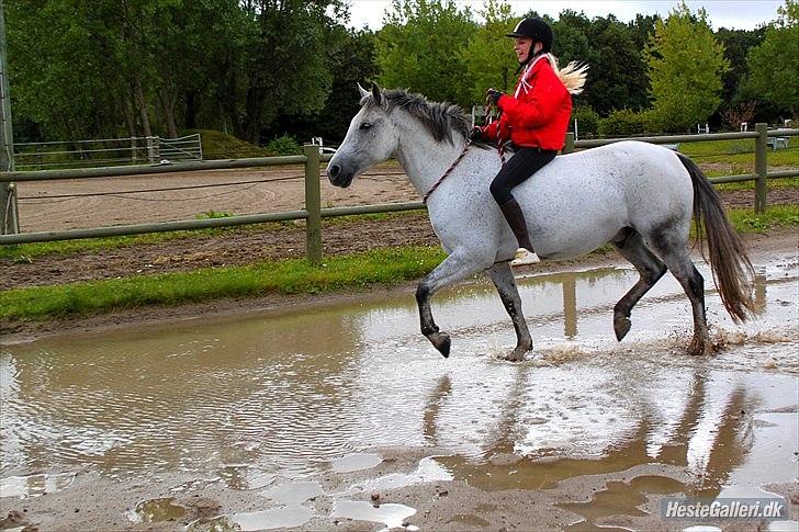 Anden særlig race Houdini ~ Solgt /: - Houdini har jo været "bange" for vand. nu kan vi ride bidløst i gennem SYGT NOK (: Foto : DBR billede 8