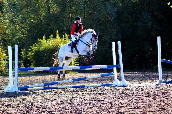 Anden særlig race Houdini ~ Solgt /: - Opvarmning til stævne. Foto: DBR billede 13